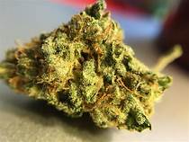 BUBBLE BERRY ⚡Sfuso