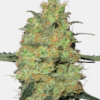 Semi di Master Kush Regolari 10 Semi